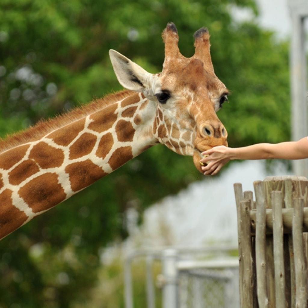 giraffe at the houston zoo